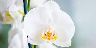 Because they come in a number of colors, they are a popular flower to decorate within many areas. How To Care For Orchids Visit The Plant Experts At Platt Hill Nursery