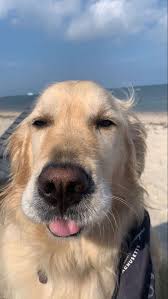 What is a beautiful name for a rescued golden retriever?