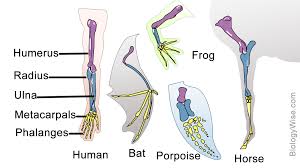 Examples Of Homologous Structures That Reveal Our Shared Ancestry Oxford Books Ancestry Biology