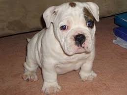 English bulldog puppies have severe health problems and can cost you tens of thousands in surgery bills and doctor visits. Australian Bulldog Dog Breed Information And Pictures