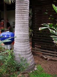 Image result for Archontophoenix alexandrae