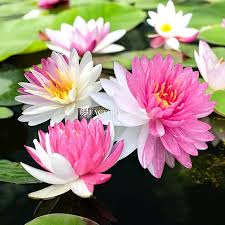 Image result for Nymphaea divaricata