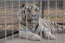 An ambitious indian driver uses his wit and cunning to escape from poverty and rise to the top. The Truth Behind White Tigers Ifaw