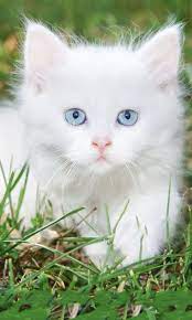 beautiful white kitten kittens cutest cats pretty cats