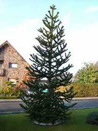 Die chilenische araukarie | die chilenischen araukarien. Araucaria Araucana Chilenische Schmucktanne Araukarie Gunstig Kaufen