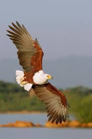 Afrika Balik Kartali Zimbabve Ve Zambiya Eagles Hayvan Resimleri Hayvan