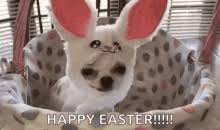 The funny rabbit is sitting on the orange animal carrier and holding the dandelion leaf in its mouth. Funny Bunny Gifs Tenor