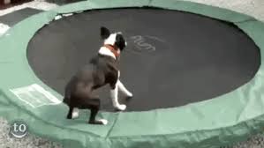 And when elected, opromise bacon ineverydog howl anda cheeseburgerineverycat dish awinning candidatemust be willing to crossthe species lines. Boston Terrier Gif 6 Gif Download