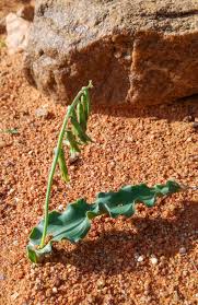 Image result for Dipcadi platyphyllum