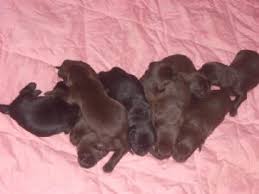 For sale is a tour ep by say anything. Labrador Retriever Puppies In South Carolina
