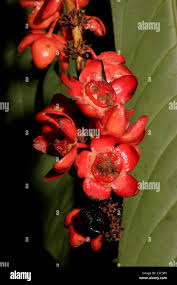 Image result for Campylospermum