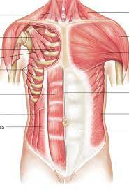 16 photos of the anterior muscles of the torso. Anterior Torso Muscles Diagram Quizlet