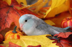 Pacific Parrotlet Mutations Little Loves Parrotlets