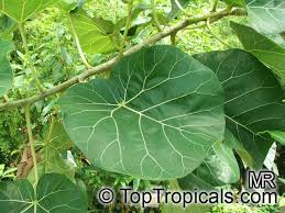 Image result for Ficus abutilifolia