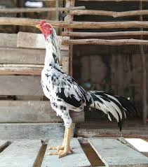 Ini Dia 8 Warna Bulu Ayam Bangkok Aduan Paling Disegani