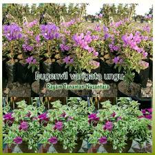 Warna bunga yang berfarian dari tanaman ini sangat memukau banyak orang sehingga tanaman hias ini sering dijadikan bonsai dan cara membuatnya juga terbilang mudah. Jual Bunga Bugenvil Varigata Ungu Di Lapak Ragam Tanaman Nusantara Bukalapak