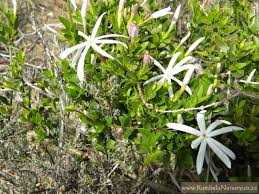 Image result for Jasminum multipartitum