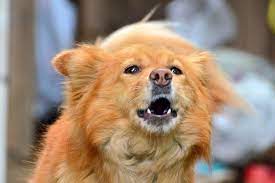 kopekler neden hirlar canine dog behavior domestic dog