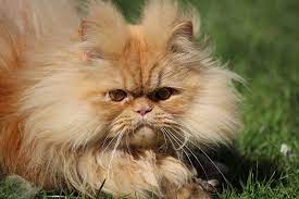 How Big Do Persian Cats Get Persian Cat Corner