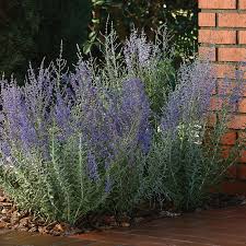 Image result for Perovskia atriplicifolia lacey blue photo