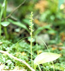 Image result for Malaxis katangensis