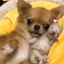  Famous Chihuahua Anjing Chihuahua Chihuahua Binatang Lucu
