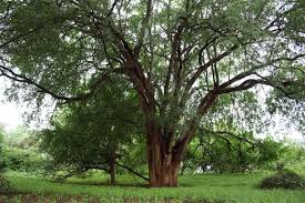 Image result for Xanthocercis zambesiaca