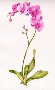 New Tattoo Flower Orchid Pink 55 Ideas Flower Ideas Orchid Pink Tattoo Orchids Painting Orchid Drawing Watercolor Lion