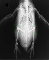 And Of Course Penguins Have Knees Penguins X Ray Radiology