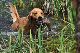 They offer the most popular dog breed in pa, ohio and more. Golden Retriever Puppies
