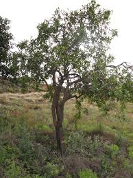 Image result for Olax obtusifolia