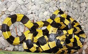 Image result for Black and yellow.