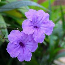 Image result for Ruellia patula