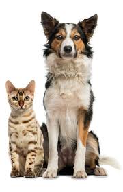 Get a very special offer on holistapet right now. Pet Food Supply Store A Natural Pet Pantry In Osprey Florida