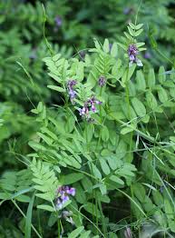 Image result for Aeschynomene glauca