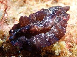 Image result for Pseudobersama