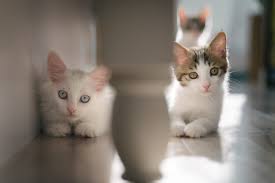 12453 valley view st garden grove ca 92845. Veterinary Specials Garden Grove Ca 92845 Vet Care Pet Clinic