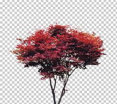 Pin By Roma Brito On Vegetacao Png Tree Tree Textures