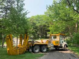 The tree will still be dormant, and once you transplant it, then it will have perfect temperatures and rains to help it along. Tree Movers South Metro G M Tree Moving 952 469 3288
