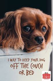Check spelling or type a new query. Simple Tips On How To Keep Your Dog Off The Couch Bed Good Doggies Online Dog Training Training Your Dog Dog Training Techniques