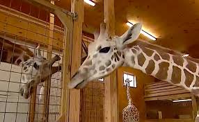 The american honey actor grinned as he lifted up his shirt to show some pretty impressive abs, and an even more impressive tattoo covering. Oliver The Giraffe Archives Crooked Llama News