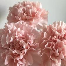 Bilder und videos suchen bis ulada. 79 Images About Aes Colour Pastel Pink On We Heart It See More About Pink Pastel And Aesthetic