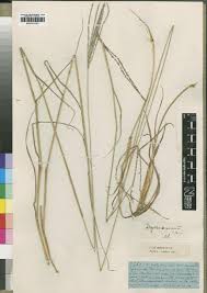 Image result for Digitaria seriata
