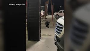 Mama bear, cub caught red-handed during sticky-sweet Krispy Kreme van heist