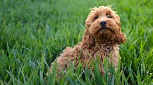 The doxiepoo is mischievous and funny that would love to dig and play around or get cuddled. Poodle Mixes 61 Different Types Of Doodle Cross Breeds