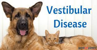 ''is vestibular disease in cats fatal?'' this is just one of the many questions asked in reference to this syndrome. Vestibular Disease In Dogs And Cats Good Pet Parent