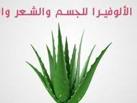نبتة الألوفيرا وفوائدها للشعر والبشرة والجسم Aloe Vera Herbs Skin Care
