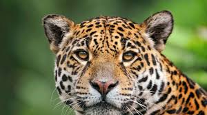 Resumen, goles y resultados de la. What Sound Does A Jaguar Make Animal Sounds Jaguar Sounds Youtube