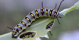 Black And Yellow Striped Caterpillar Identification Types Of Striped Caterpillars With Pictures For Easy Identification Caterpillar Painted Lady Caterpillar Beautiful Bugs