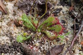 Image result for Droseraceae